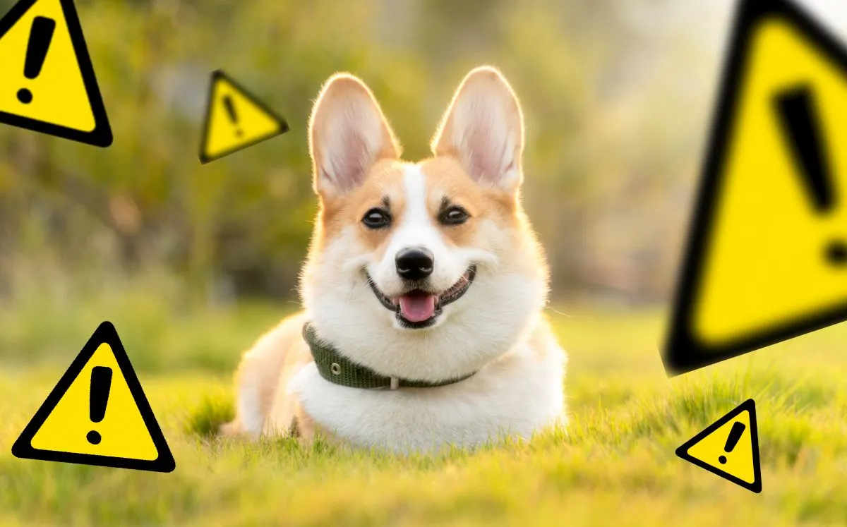 «No existe una cantidad segura»: Veterinaria rompe los mitos sobre la alimentación canina