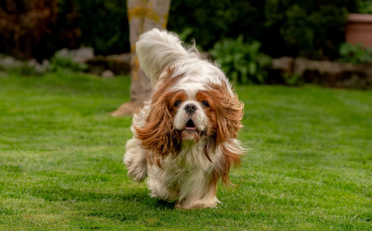 ¿Quieres que tu perro viva más años? Estos 5 hábitos pueden hacer la diferencia, según expertos